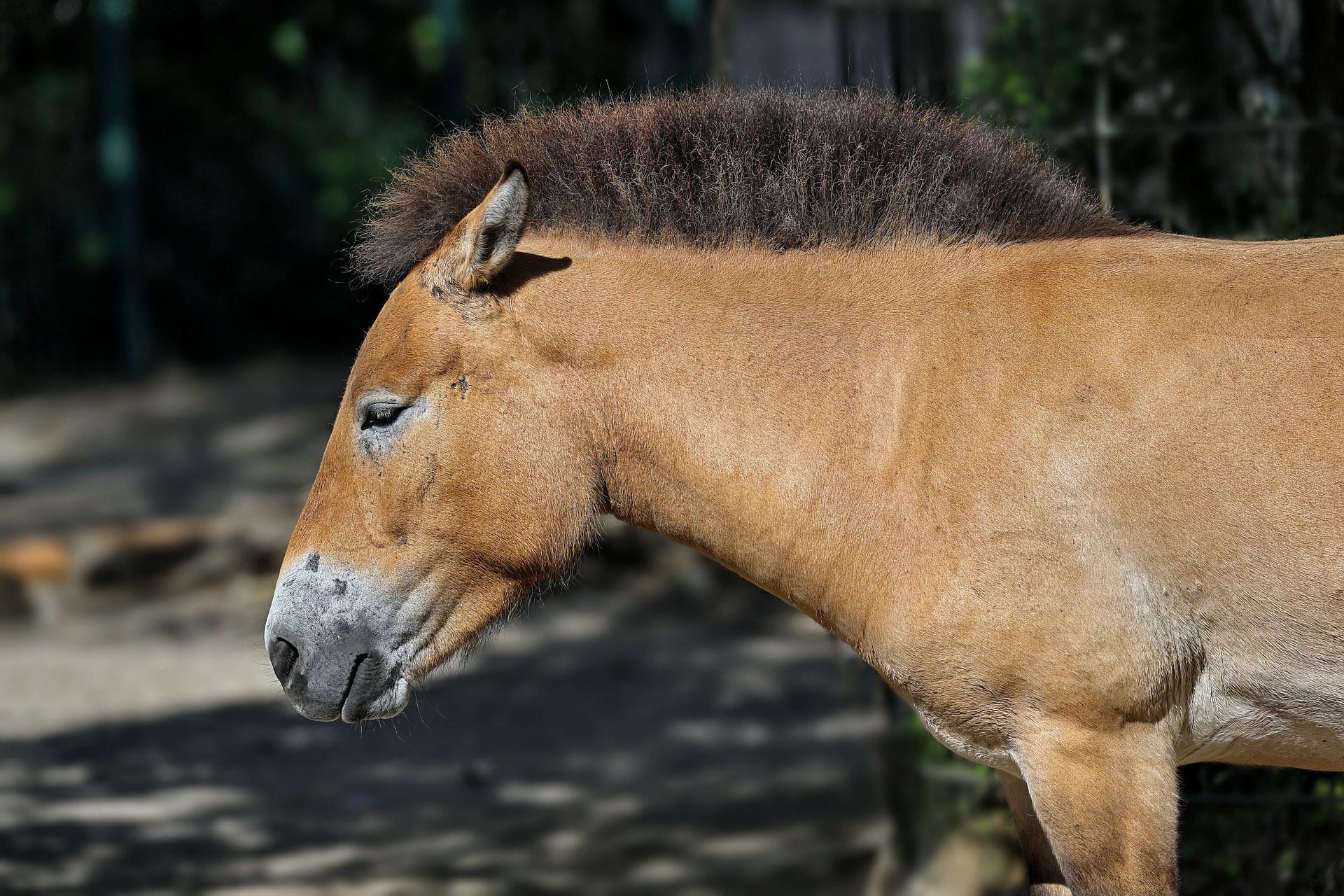 Pixabay / Przewalski-Pferd Pixabay 7242864 1920 sharkolot Przewalski Pferd Kopf WEB TFS MEC 2025 04