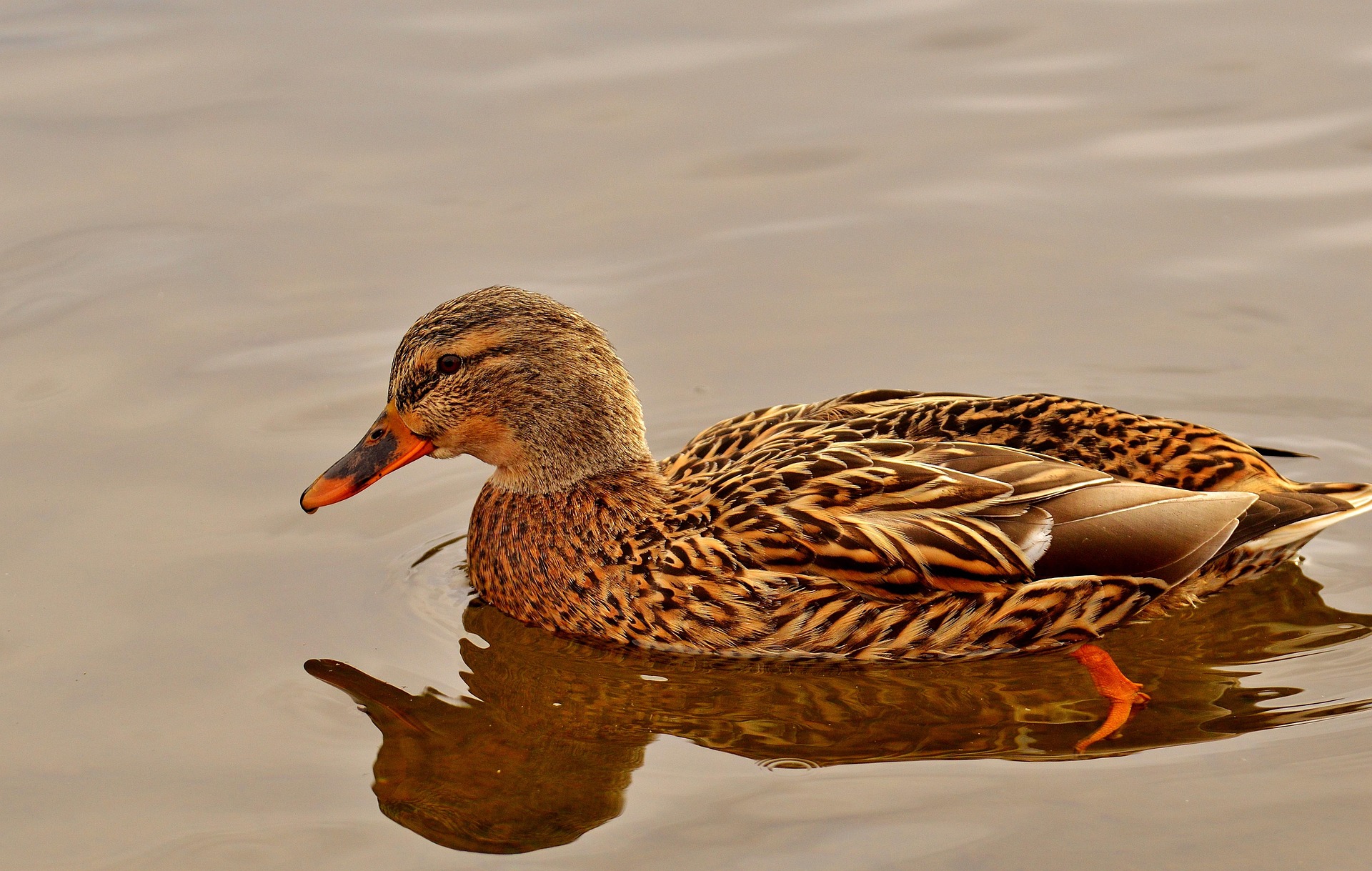 Stockente 