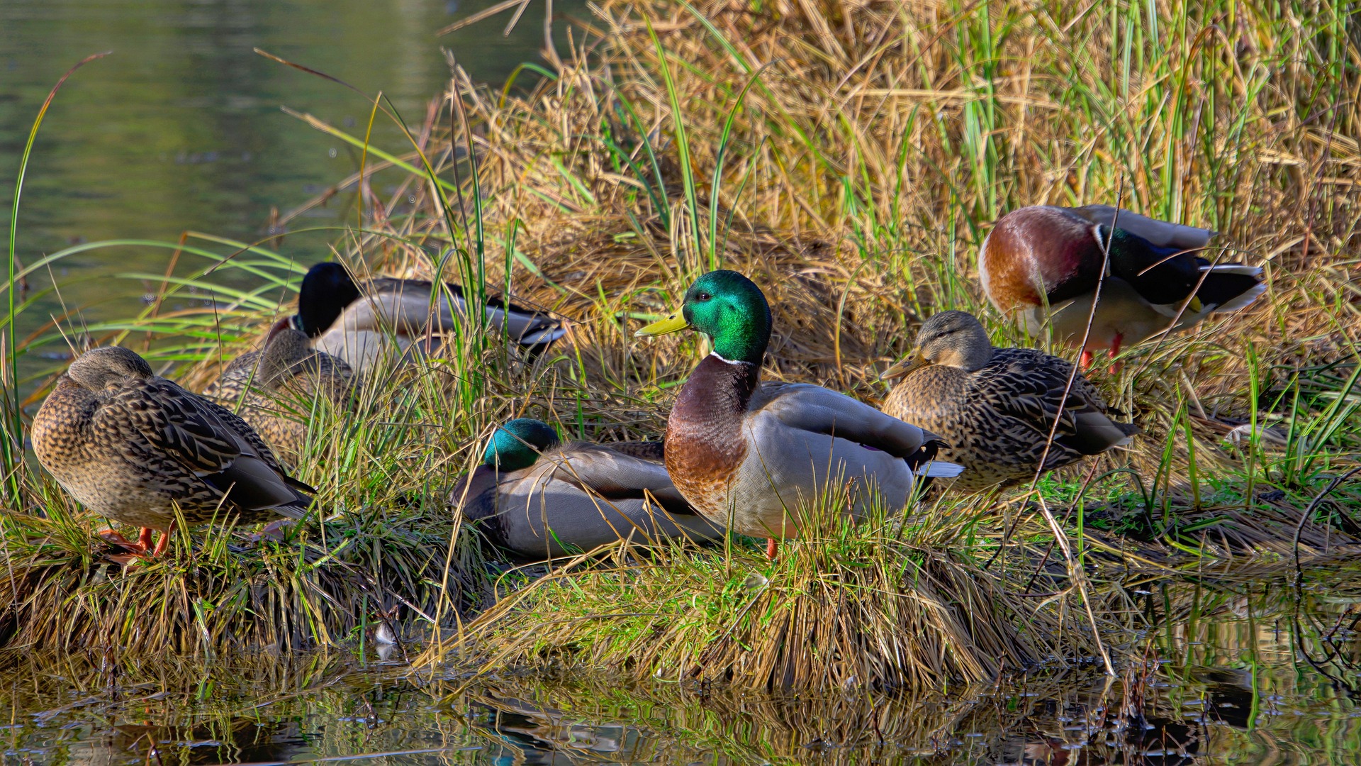 Stockenten am Ufer 