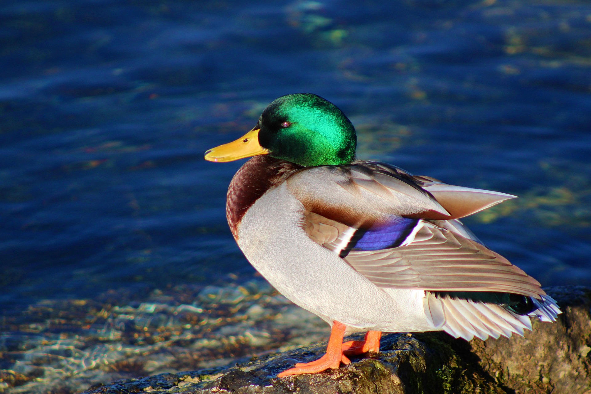 Pixabay / Erpel Erpel