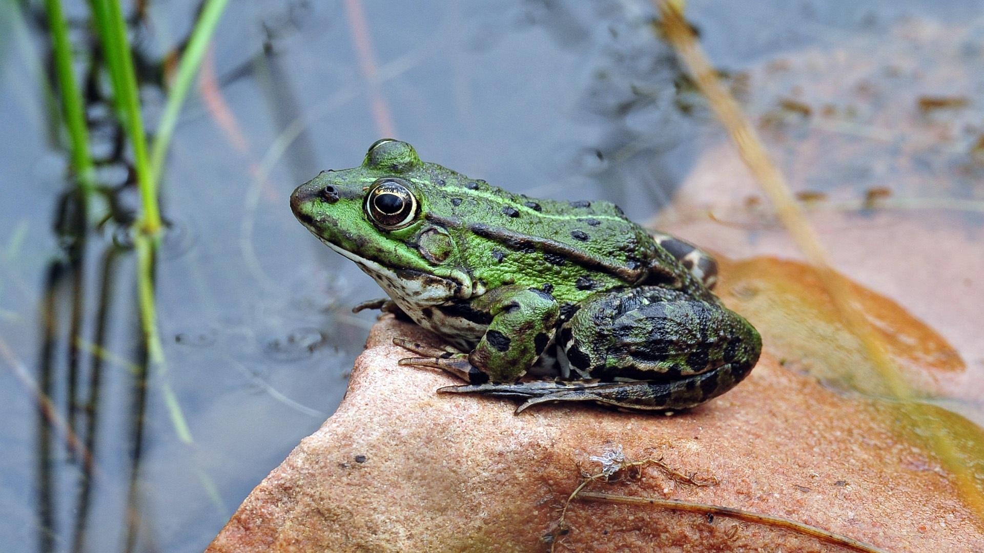 Pixabay / Teichfrosch Teichfrosch