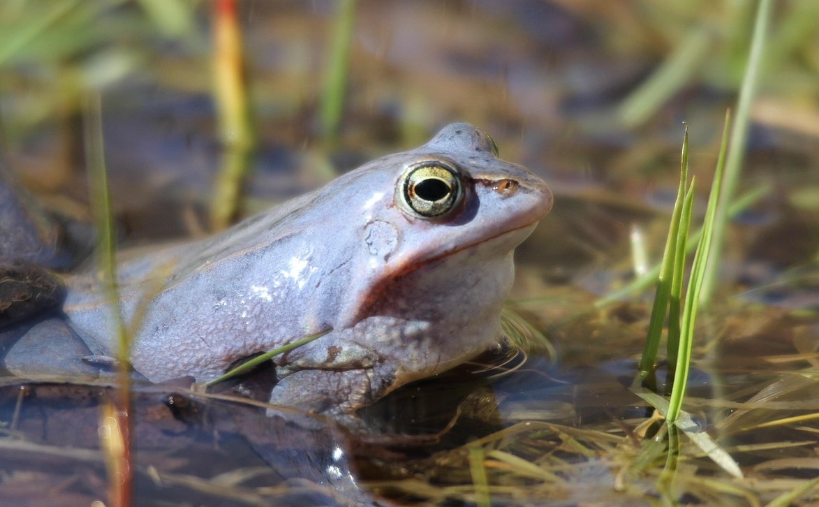 Moorfrosch 