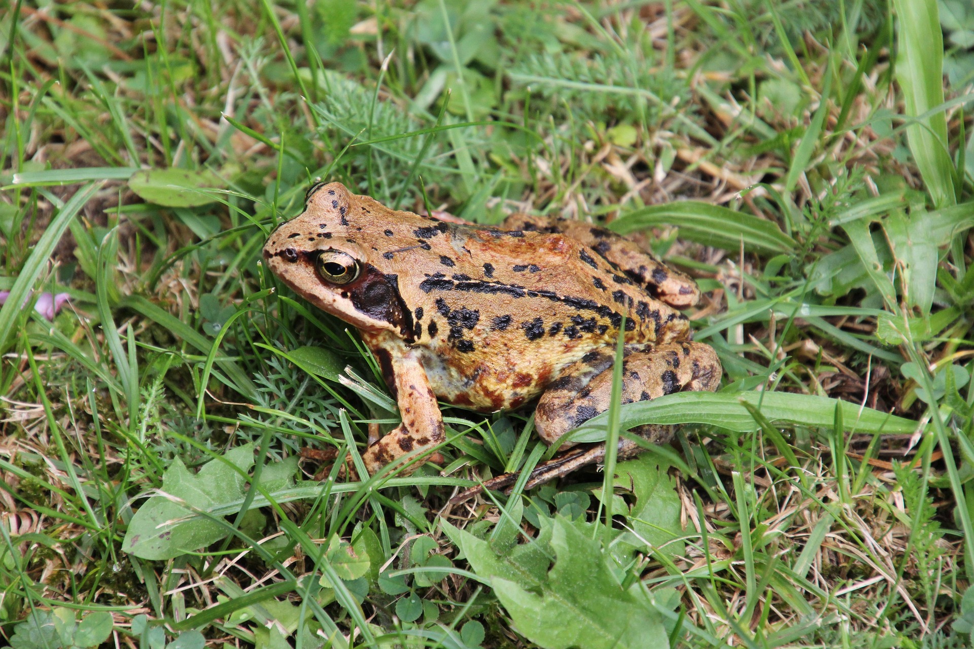 Grasfrosch 