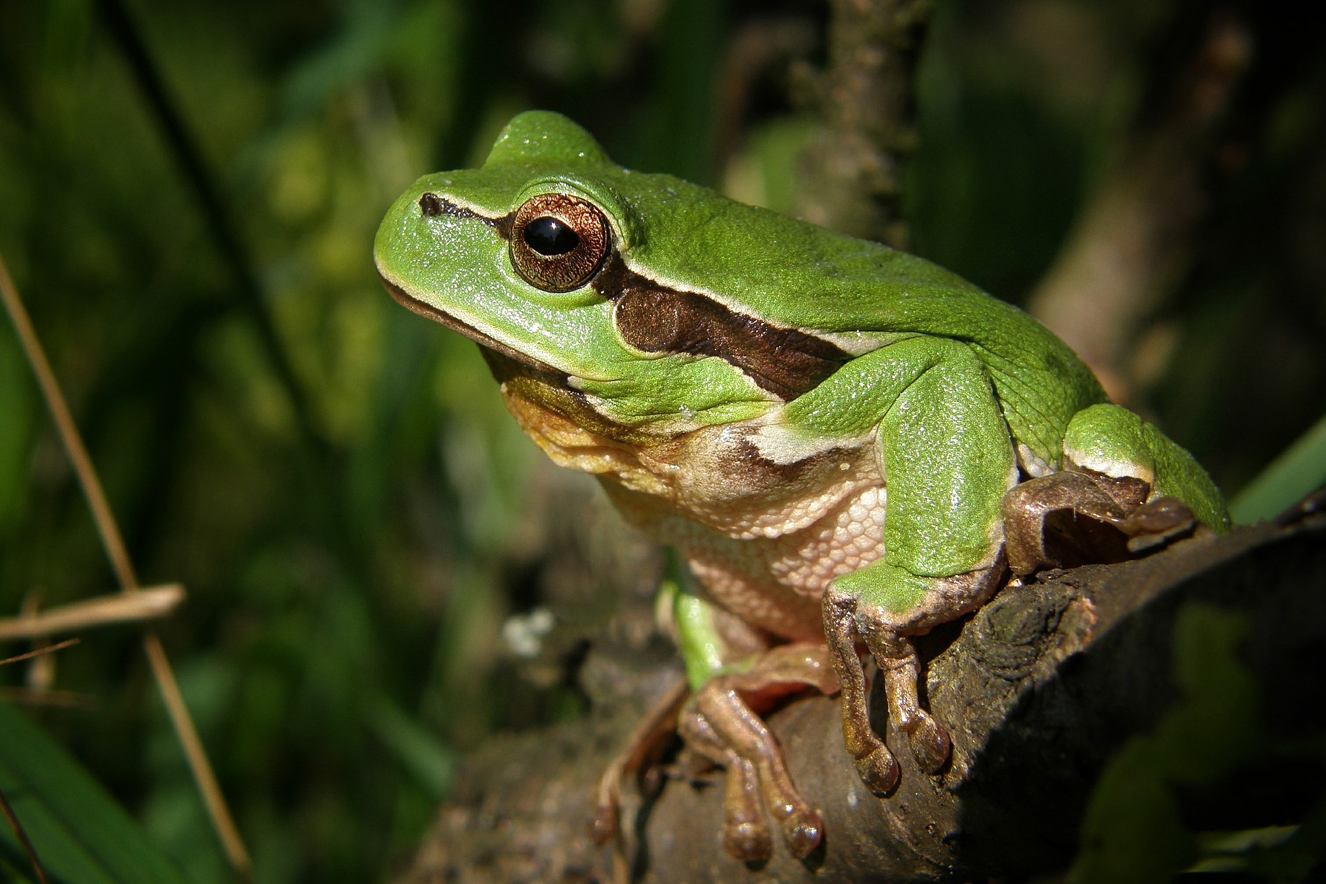 Laubfrosch 