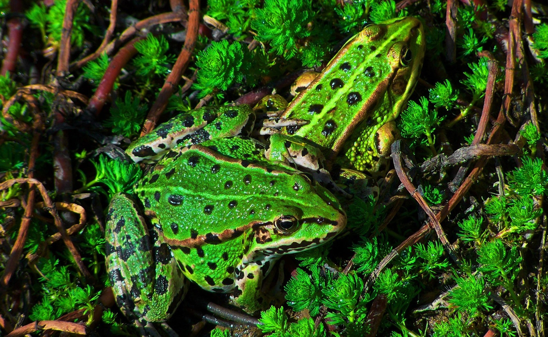 Seefrosch 
