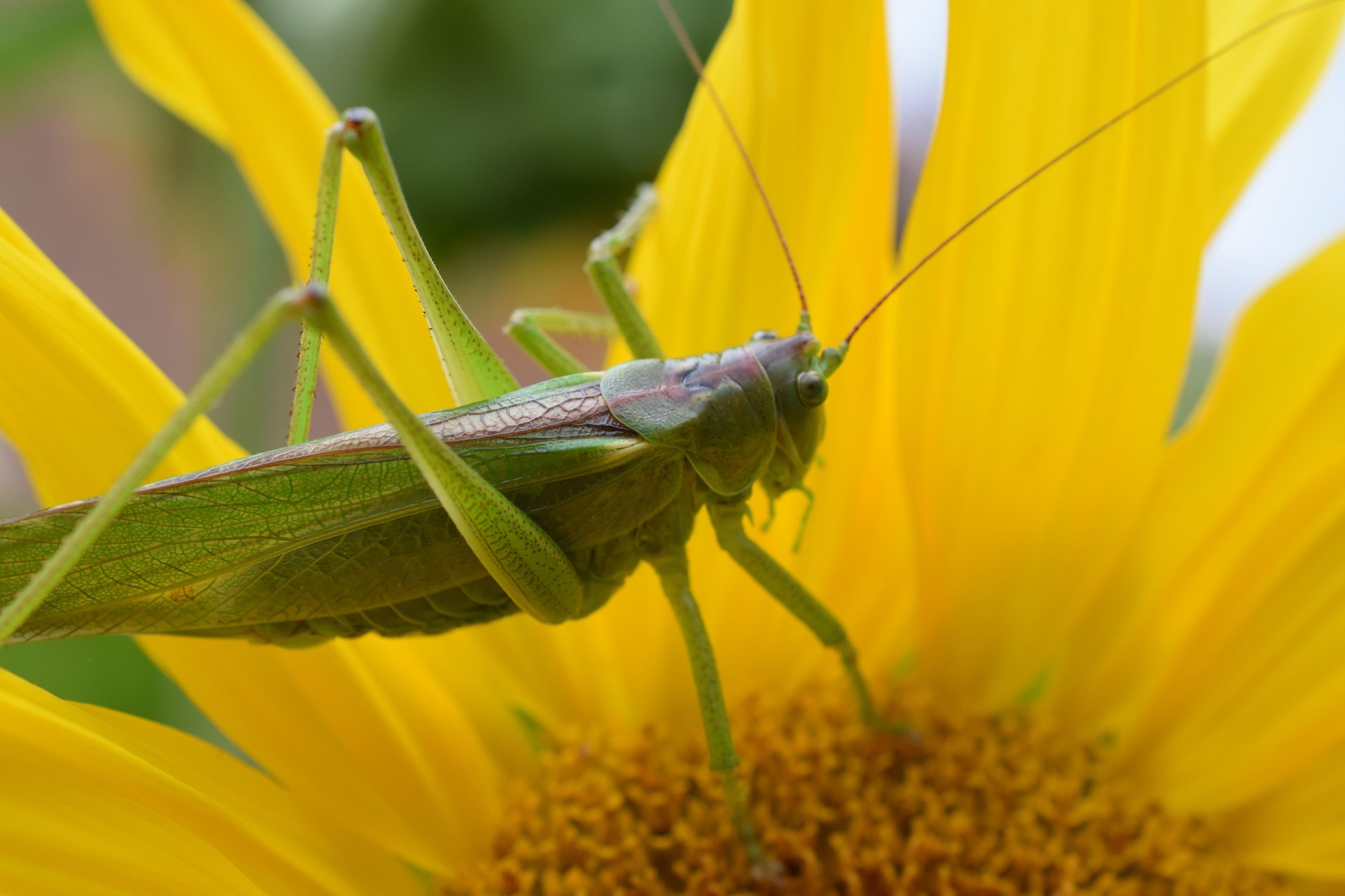Grashüpfer auf Blume 