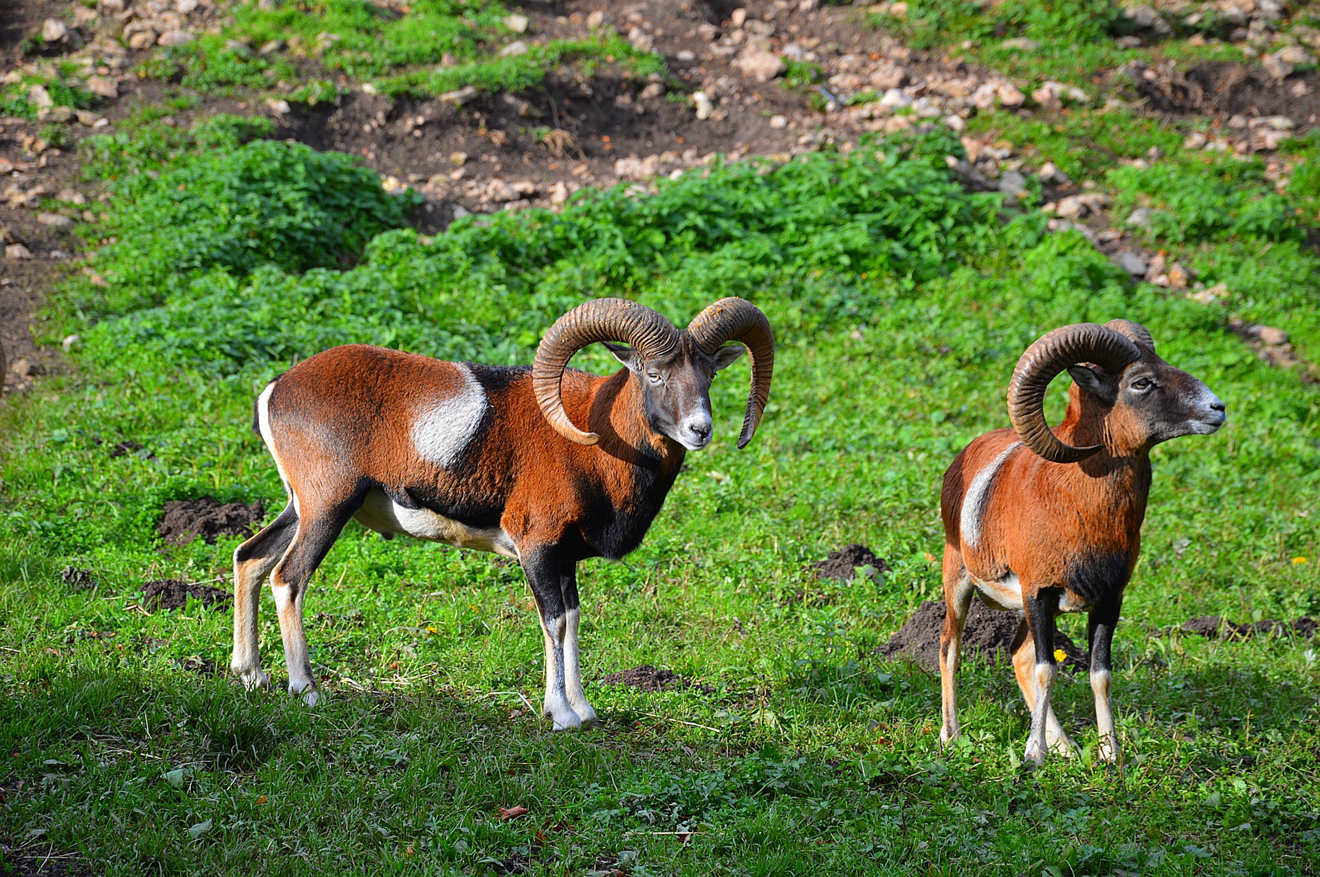 Pixabay / Mufflons Mufflons