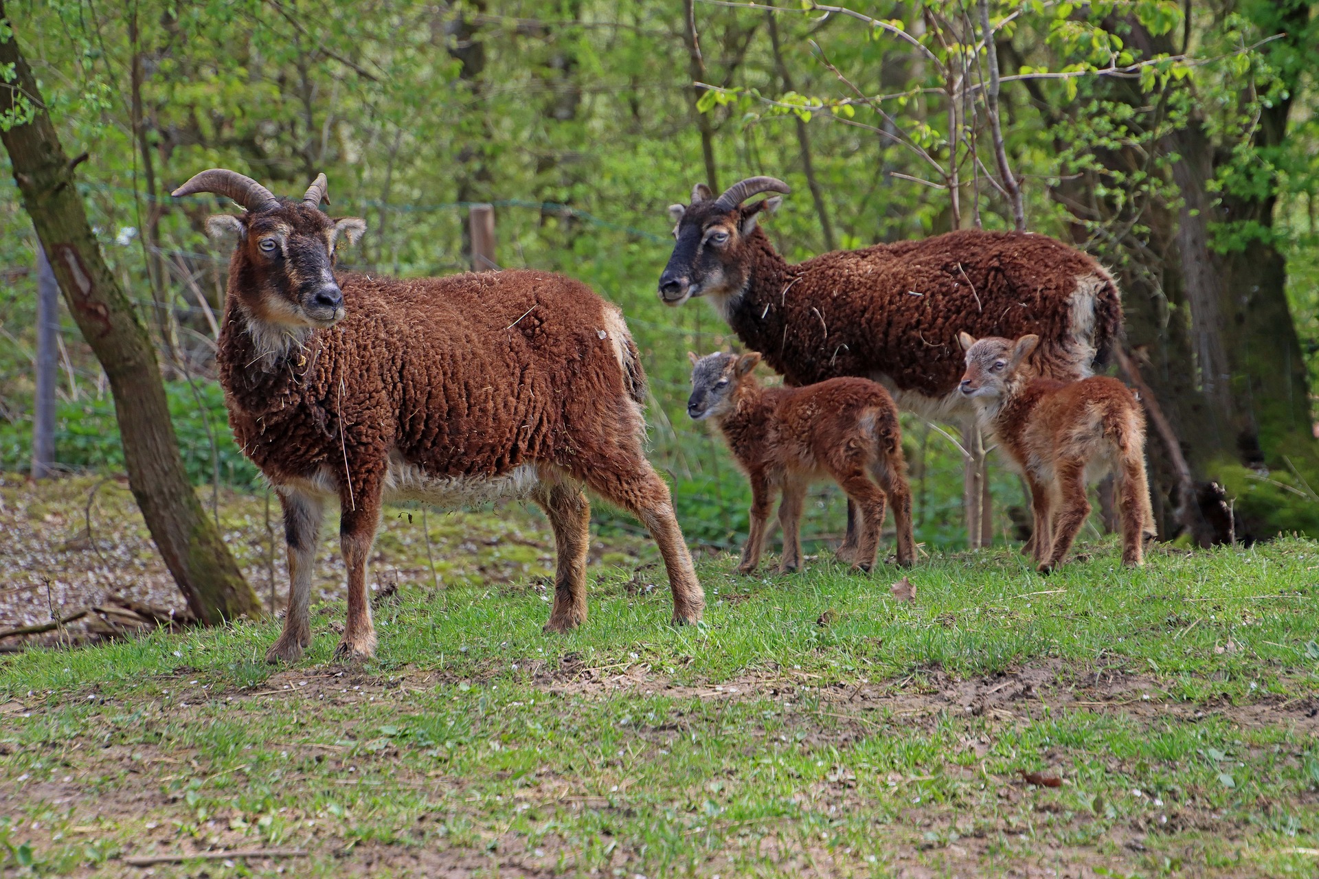 Pixabay / Mufflons Rudel Mufflons Rudel