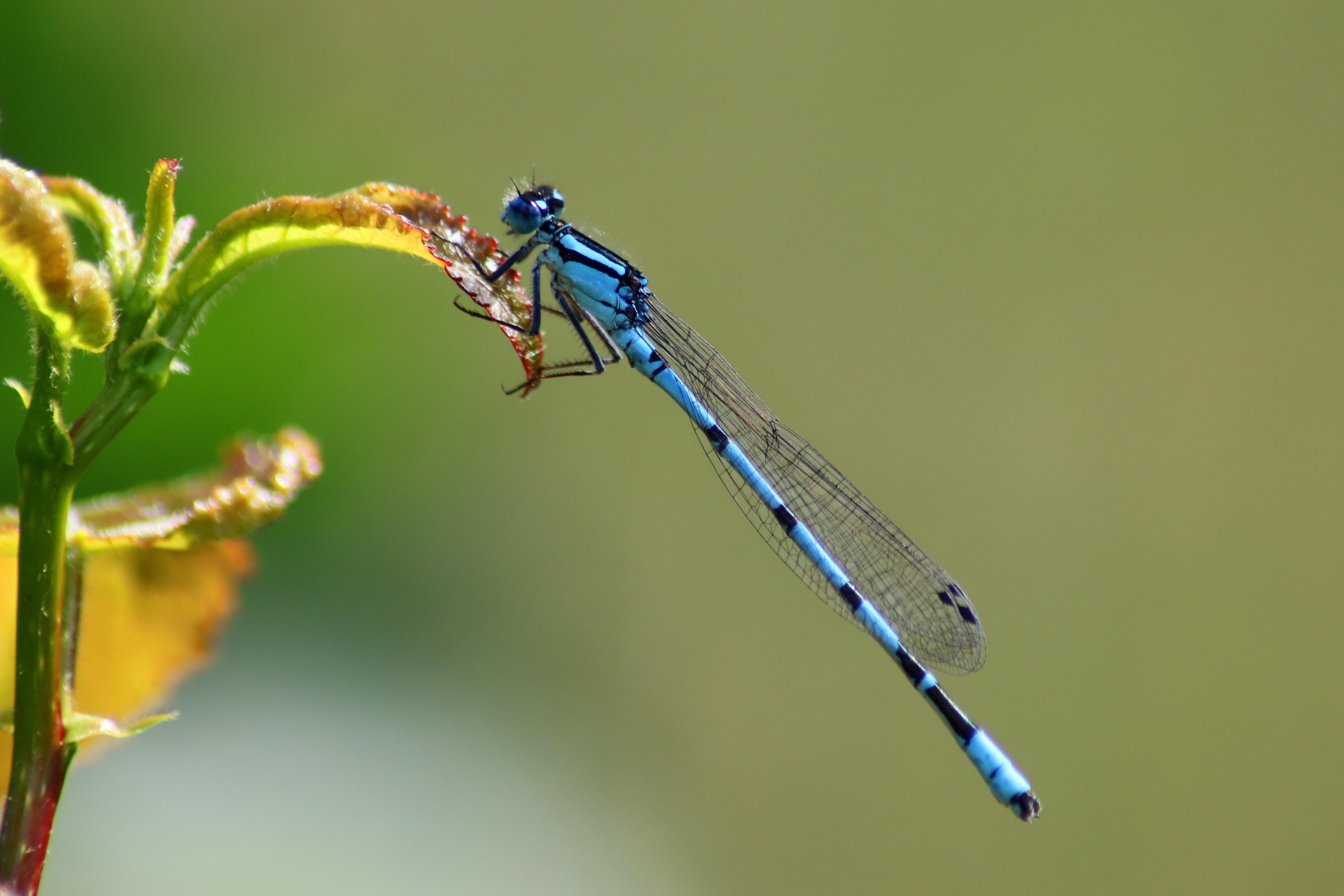 Pixabay / Azurjungfer Libelle