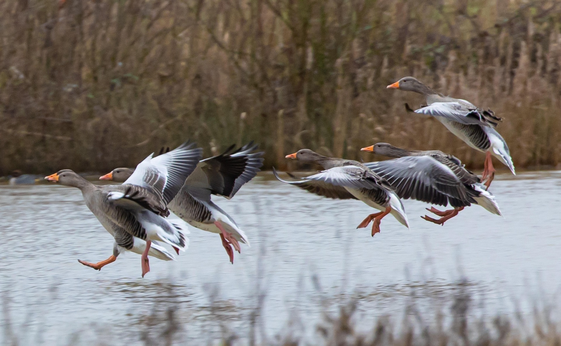 Pixabay / Graugänse Graugänse