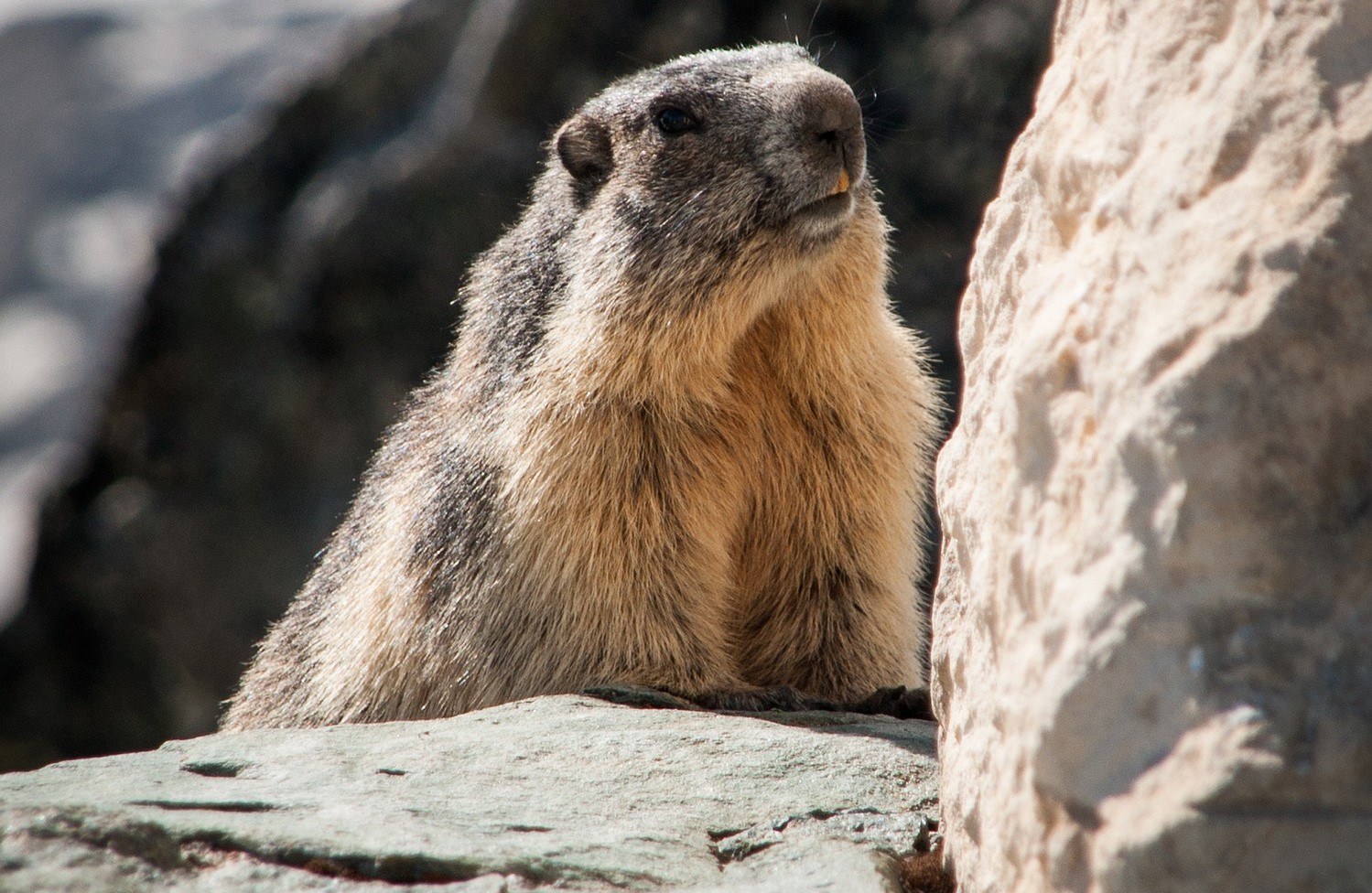 Pixabay / Alpenmurmeltier Alpenmurmeltier
