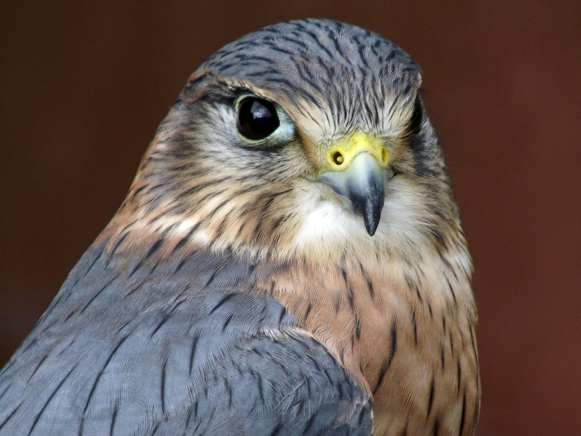 Pixabay / Merlin Merlin