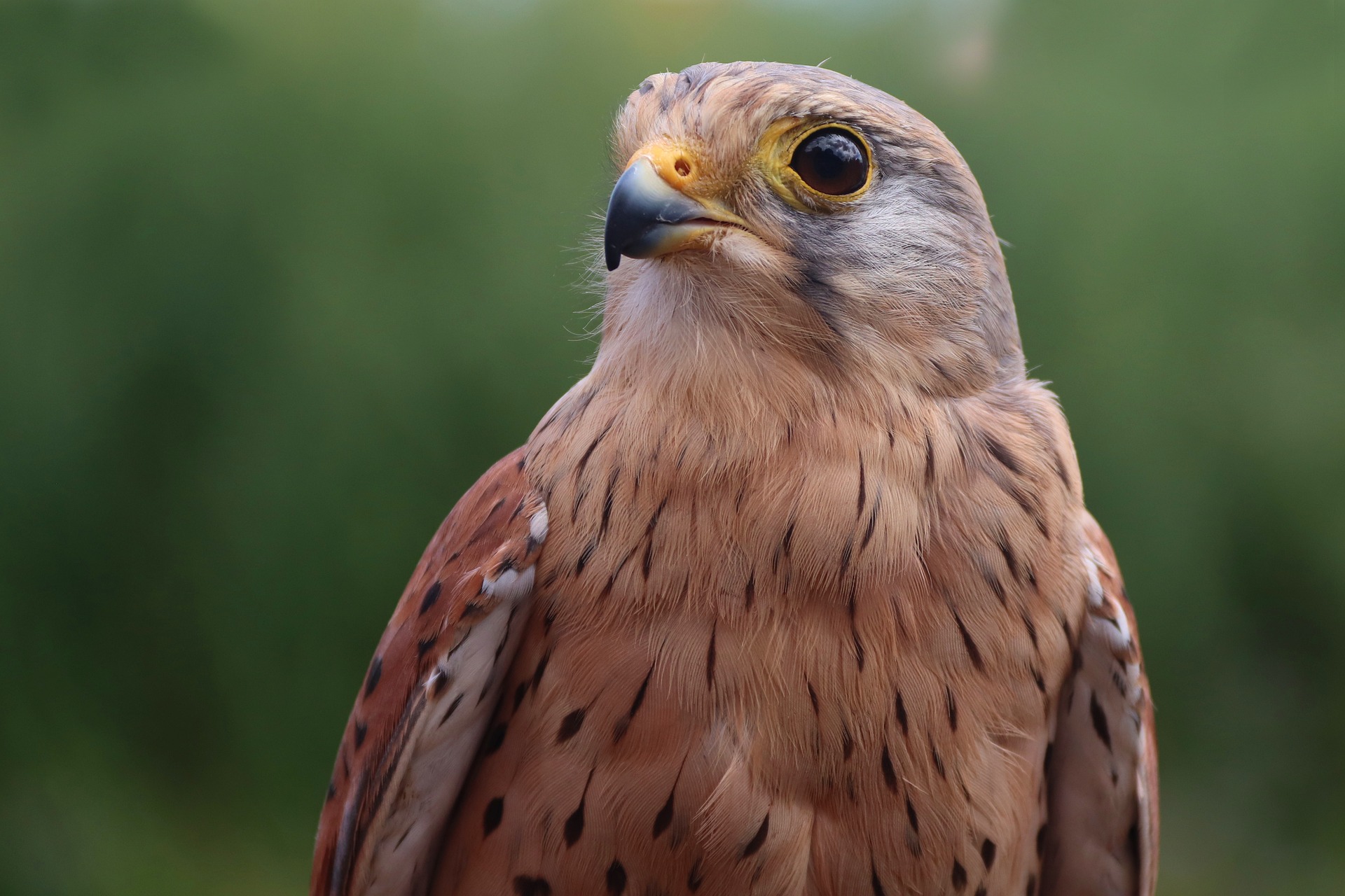 Pixabay / Turmfalke Turmfalke