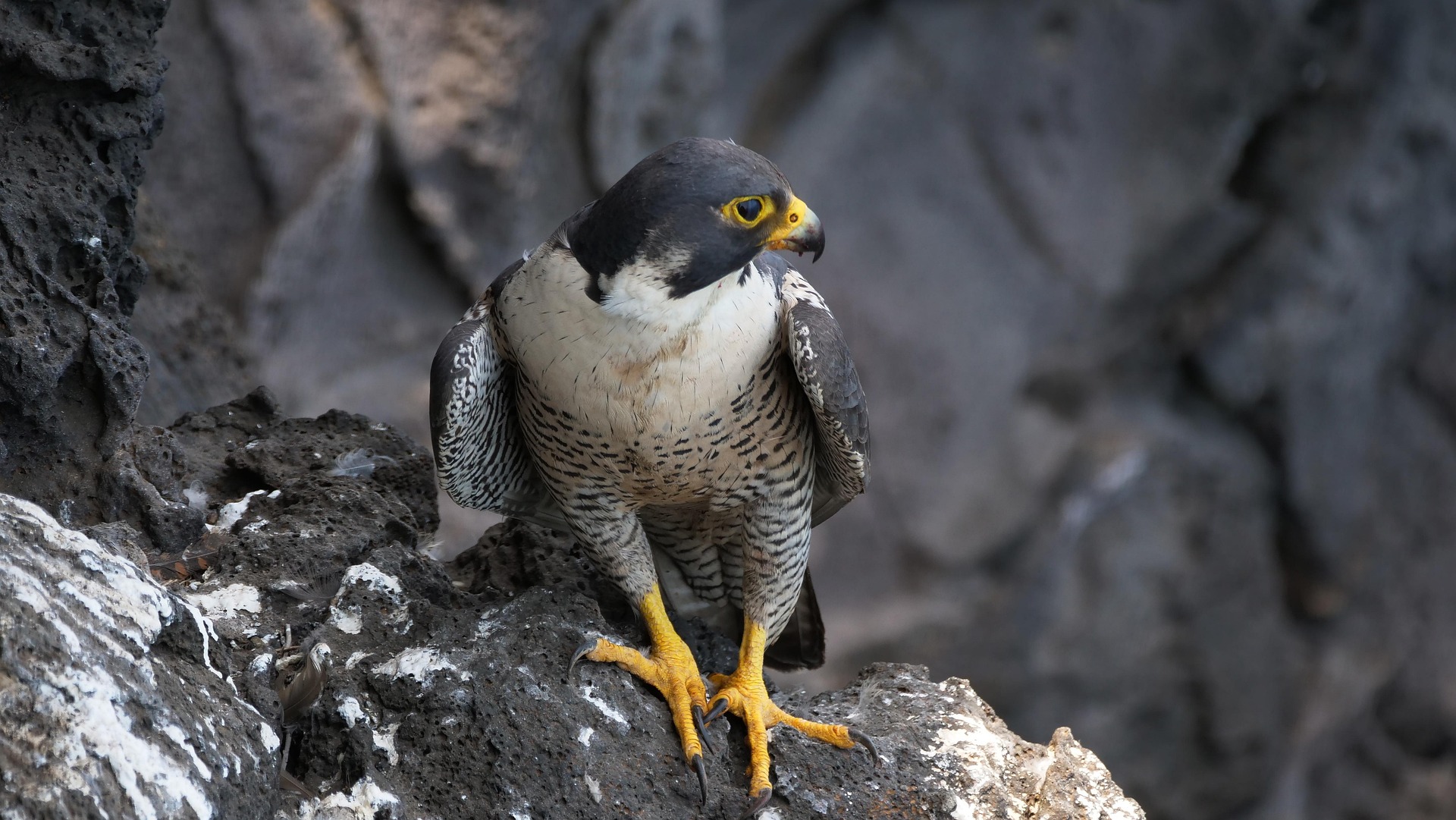 Pixabay / Wanderfalke Wanderfalke