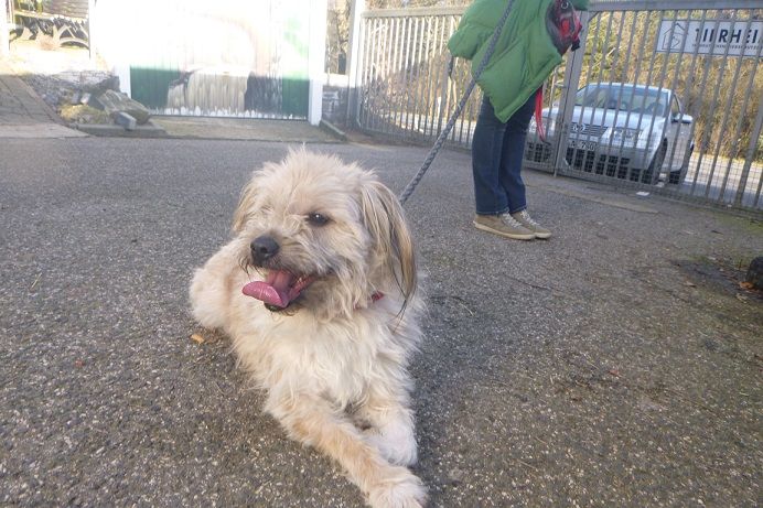 Tierschutzverein Mechernich Nr. 5253 Fusel