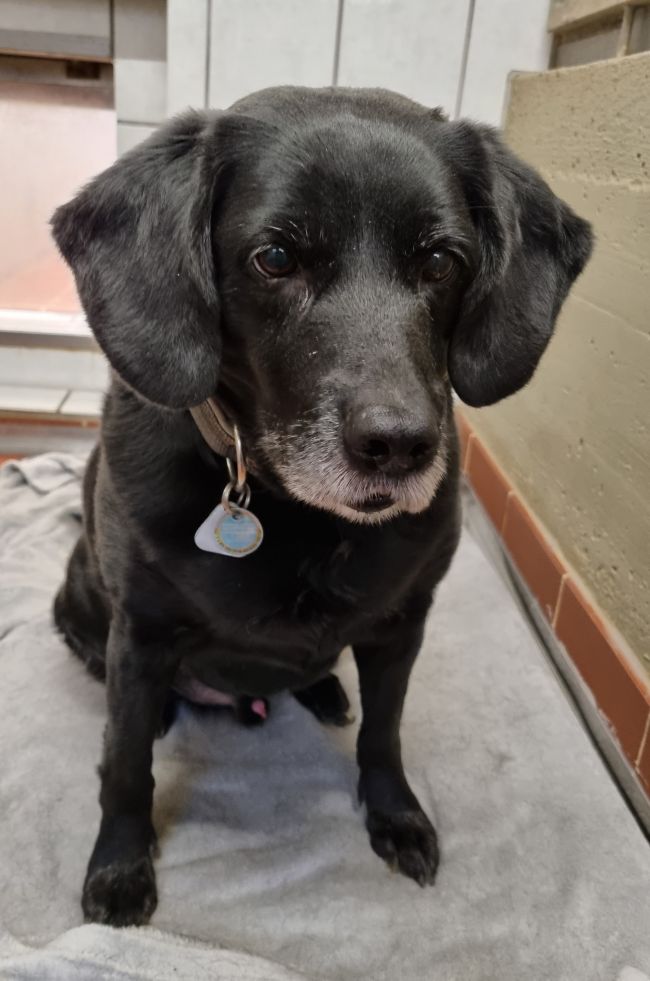 Sammy