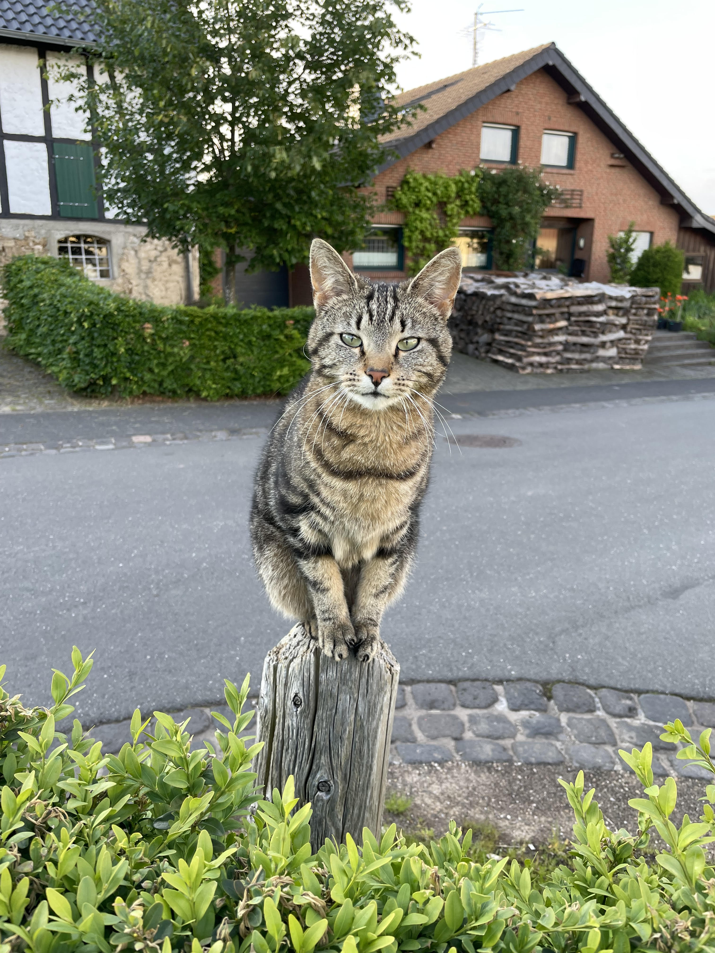 Vermisst in Zingsheim