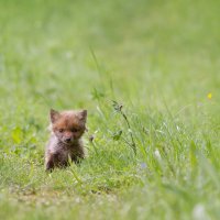 Fuchswelpe auf Entdeckungstour