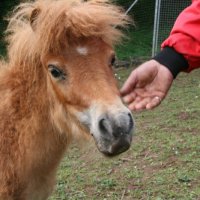 Unser Pony