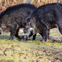 Wildschweine lieben Matsch!