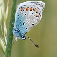 Hauhechel Bläuling - traumhaft schön!